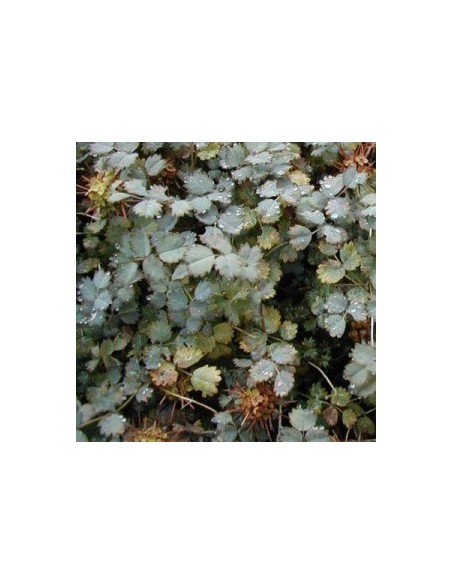 Lampourde de Magellan