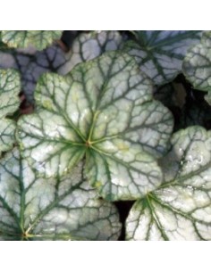 Heuchère "mint frost" 2