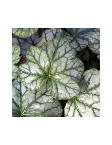 Heuchère "mint frost"