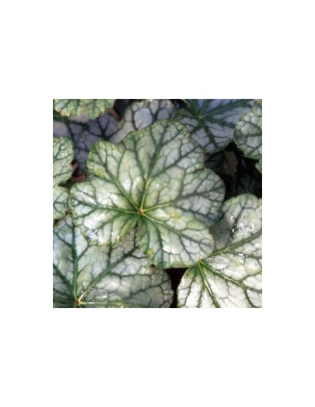 Heuchère "mint frost"