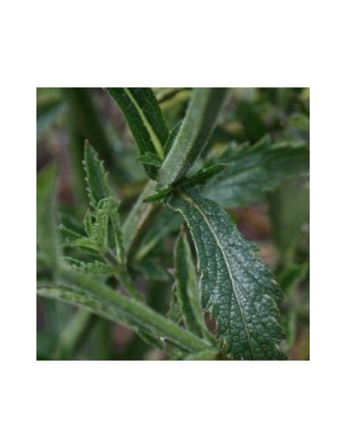 Verveine de Buenos Aires