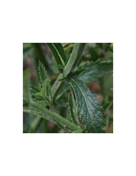 Verveine de Buenos Aires