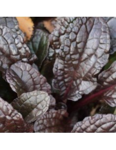 Bugle rampante pourpre