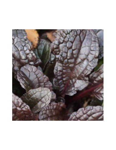 Bugle rampante pourpre
