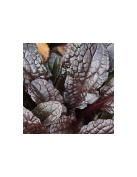 Bugle rampante pourpre