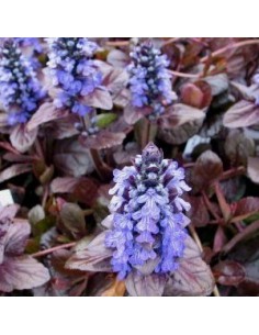 Bugle rampante pourpre 2