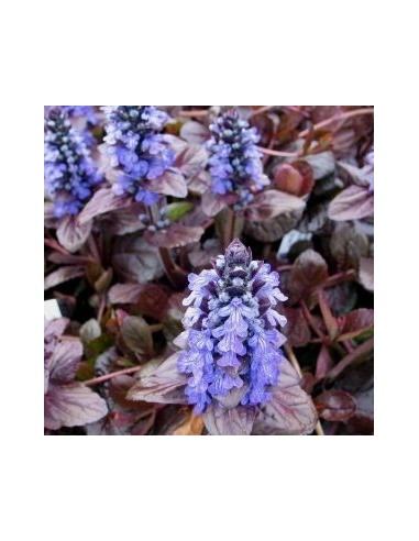 Bugle rampante pourpre