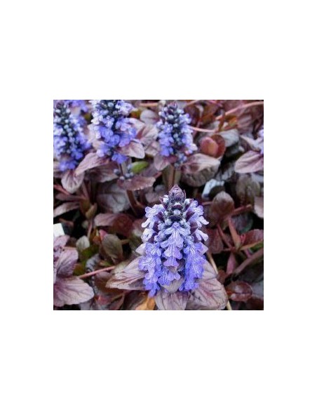 Bugle rampante pourpre