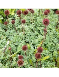 Lampourde de Magellan 2