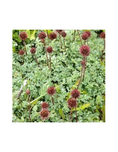 Lampourde de Magellan