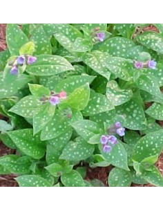 Pulmonaire "Mrs Moon" 2