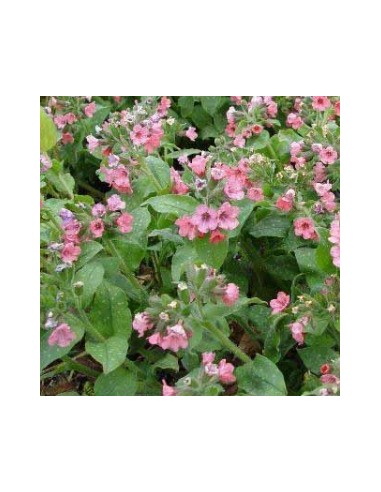 Pulmonaire "Dora Bielefeld"