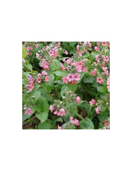 Pulmonaire "Dora Bielefeld"