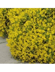 Genêt rampant "de Lydie"