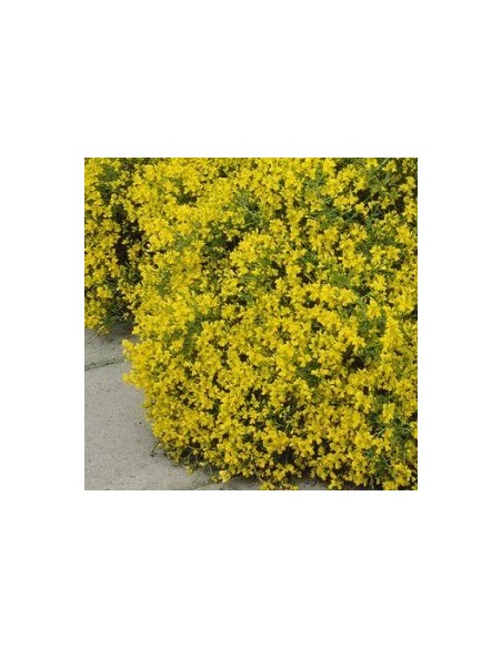 Genêt rampant "de Lydie"