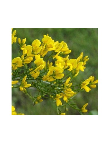 Genêt rampant "de Lydie"