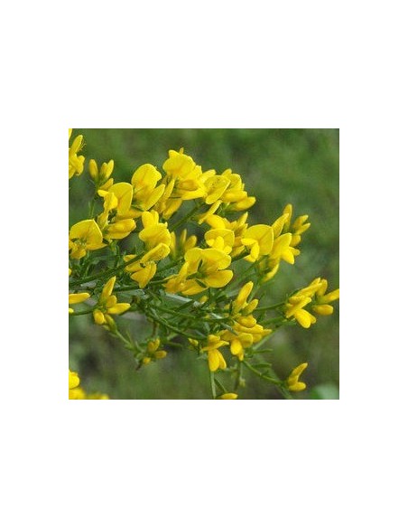 Genêt rampant "de Lydie"