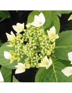 Hortensia Lanarth White - Hydrangea Macrophylla Lanarth...