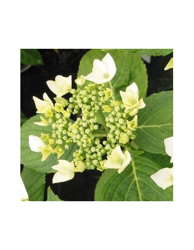 Hortensia Lanarth White - Hydrangea Macrophylla Lanarth White