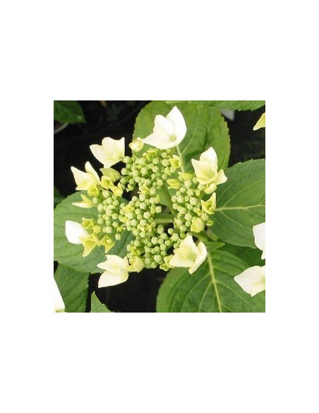 Hortensia Lanarth White - Hydrangea Macrophylla Lanarth White