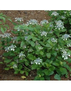 Hortensia Lanarth White - Hydrangea Macrophylla Lanarth... 2