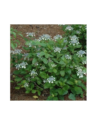 Hortensia Lanarth White - Hydrangea Macrophylla...