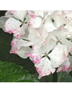 Hortensia Madame Emile Mouillère - Hydrangea Macrophylla