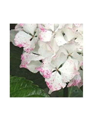 Hortensia "Madame Emile Mouillère"