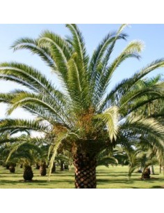 Palmier dattier des Canaries 2