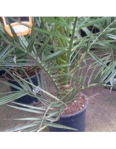 Palmier dattier des Canaries