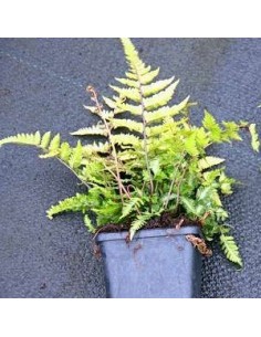 Athyrium niponicum "Metallicum" 2