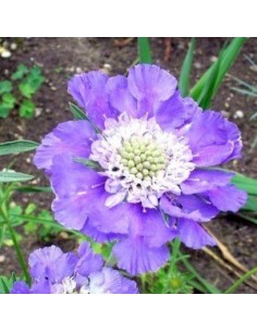 Scabieuse "Perfecta"