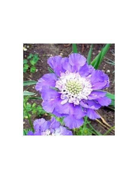 Scabieuse "Perfecta" Scabieuse "Perfecta"