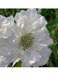 Scabieuse du Caucase "Alba"