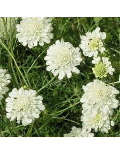 Scabieuse "Ochroleuca" 2