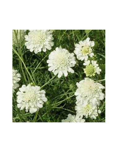 Scabieuse "Ochroleuca"