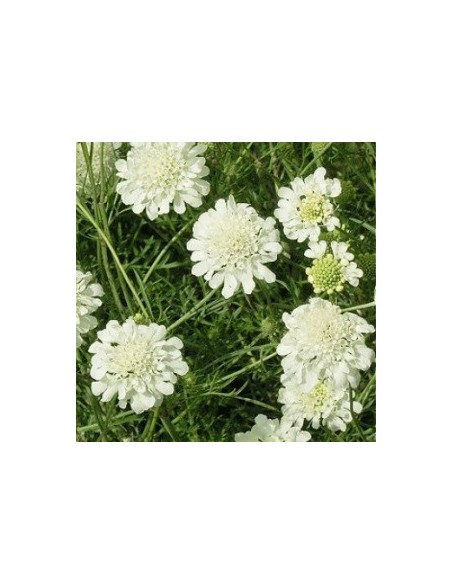 Scabieuse "Ochroleuca"