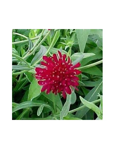 Petite scabieuse de Macédoine