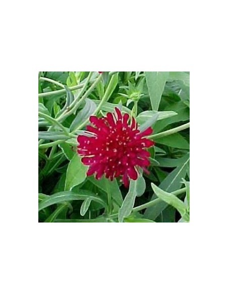 Petite scabieuse de Macédoine