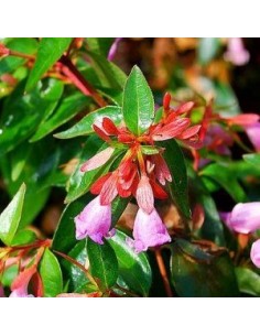 Abelia "Edward Goucher"