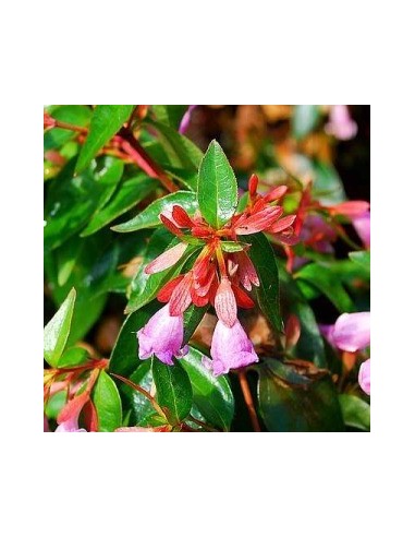 Abelia "Edward Goucher"