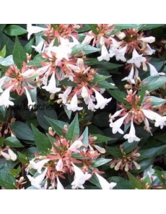 Abelia à grandes fleurs 2
