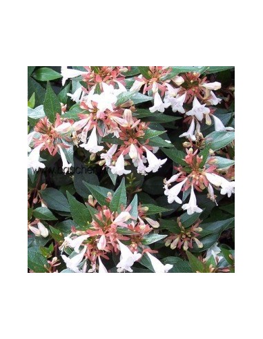 Abelia à grandes fleurs