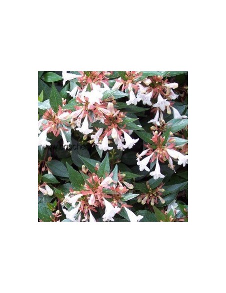 Abelia à grandes fleurs