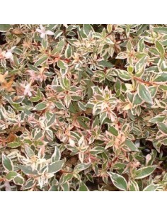 Abelia à grandes fleurs "Confetti" 2