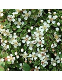 Cotoneaster de Dammer