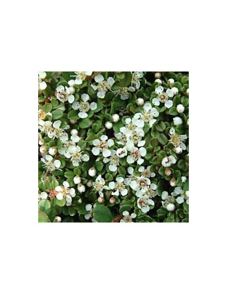 Cotoneaster de Dammer