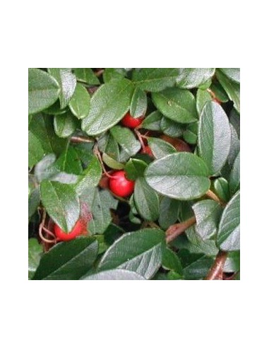 Cotoneaster de Dammer