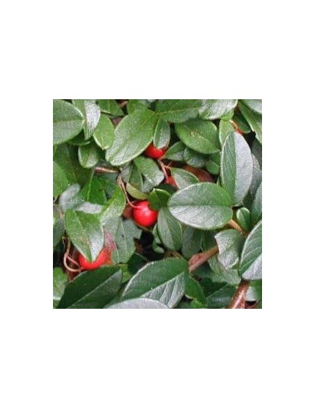 Cotoneaster de Dammer