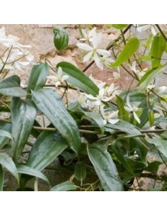 Clématite d'Armand 2